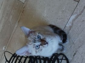 6 bengalischen kitten