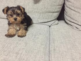 Zuckersüße Mini Yorkshire Terrier Welpen