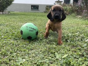 Bayerischer Gebirgsschweißhund BGS Welpen mit Papieren