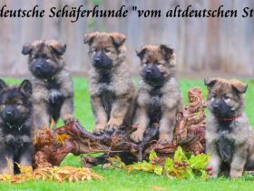 Altdeutsche Schäferhundwellpen