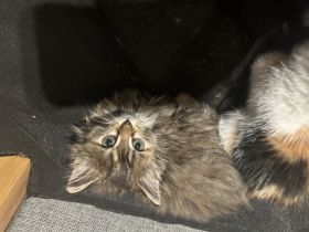 Maine Coon bkh mix Kitten