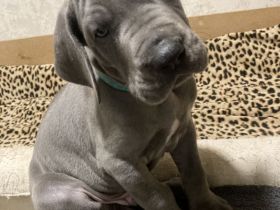 Deutsche Dogge Welpen, blau