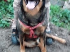 Cane Corso Husky Rottweiler