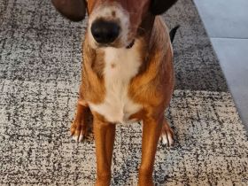 Toller aktiver Hund in liebevolle Hände abzugeben