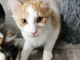 Türkisch Angora Kater Glorian ( Kitten ) mit Stammbaum sucht eine liebevolle Familie