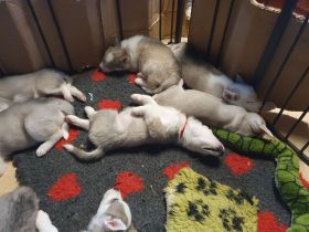 Siberian Husky Welpen suchen ihre Familien