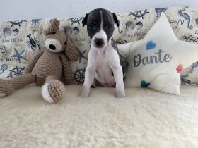 Whippet, Whippet Welpen