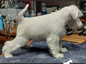 Zwergschnauzerwelpe weiß