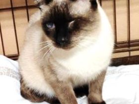 Silvana, einäugig und FelV positiv