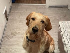 Labradoodle Hündin gesucht
