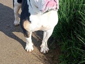 Old English Bulldog Deckrüde