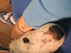 Jackrussel Bullterrier Mischling