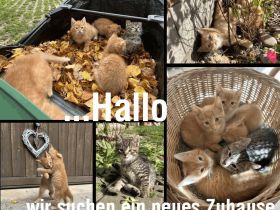 Wir sind fünf kleine Tiger und gehen gern zu zweit in die Welt hinaus