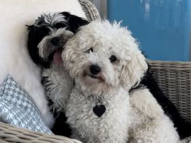 Liebevoller, ruhiger Bichon Deckrüde