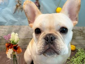 Erstaunliche französische Bulldogge