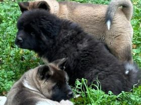 American Akita Welpen best gepflegt