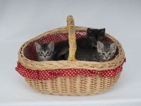 Süße BKH Kitten Männchen und Weibchen blue