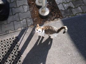3 niedliche Katzenkinder abzugeben Futtergeld 50E