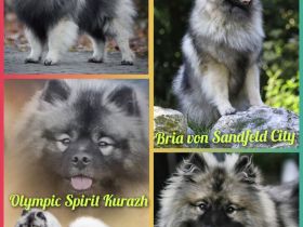 Wurfankündigung von Wolfsspitzwelpen