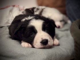 Miniatur Australian Shepherd Welpen