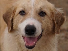 Alrakis, geb. ca. 07/2023, lebt in GRIECHENLAND, auf einer privaten Pflegestelle