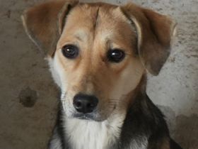 Atlanta, geb. ca. 07/2023, lebt in GRIECHENLAND, auf einer privaten Pflegestelle