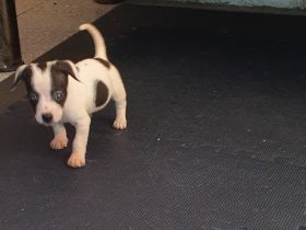2 kleine jackrussel pinscher Mix Mädchen suchen noch ein Zuhause