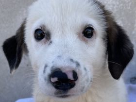 Bley, geb. ca. 06/2023, lebt in GRIECHENLAND, im städt. Tierheim Serres