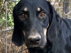 Blueberry, geb. ca. 06/2023, lebt in GRIECHENLAND, auf einer privaten Pflegestelle