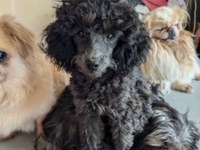 Toypudel Welpen Rüden Hündin rot, schwarz, fawn, silber, dark chocolate