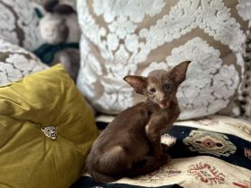 Orientalisch Kurzhaar