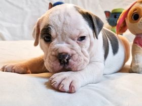 Old Englische Bulldoggwelpen