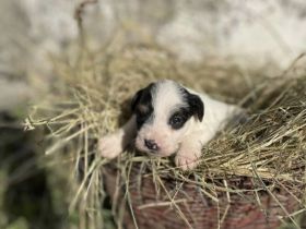 Jack Russell-Terrier Welpen suchen ein Zuhause