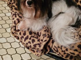 Biewer Yorkshire Terrier Hündin