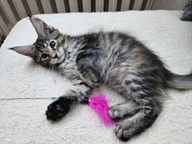 Maine Coon Kitten, weiblich, Black torbie mc, mit Stammbaum, gengetestet & geschallt