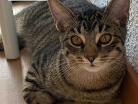 Liebevolle Hauskatzen