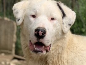 Ambar, geb. ca. 06/2023, lebt in GRIECHENLAND, auf einer privaten Pflegestelle