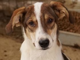 Antonio, geb. ca. 05/2023, lebt in GRIECHENLAND, auf einer privaten Pflegestelle