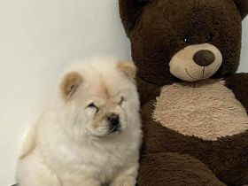 Chow Chow 4 Monate Alt