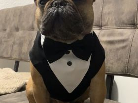 Französische Bulldogge Deckrüde