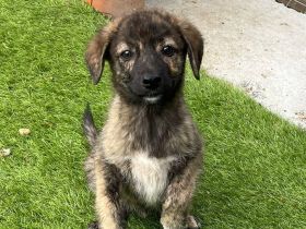 Bobi - kleiner Schatz