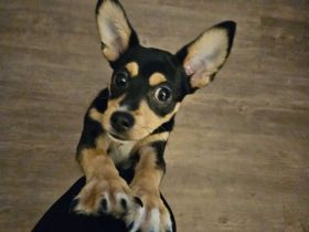 Verkaufe unseren letzten aus einem wurf