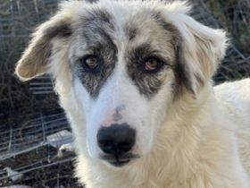 Gerda, geb. ca. 02/2023, lebt in GRIECHENLAND, im städt. Tierheim Serres