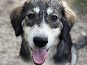 Halli, geb. ca. 03/2023, lebt in GRIECHENLAND, im städt. Tierheim Serres