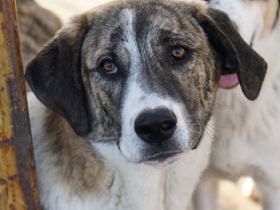 Indira, geb. ca. 01/2023, lebt in GRIECHENLAND, im städt. Tierheim Serres