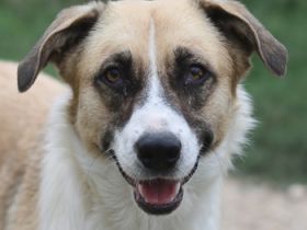 Jeanie, geb. ca. 05/2023, lebt in GRIECHENLAND, im städt. Tierheim Serres