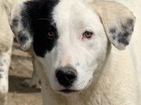 Joy, geb. ca. 06/2023, lebt in GRIECHENLAND, auf einer privaten Pflegestelle