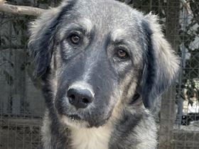 Karla, geb. ca. 03/2023, lebt in GRIECHENLAND, im städt. Tierheim Serres