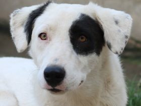 Kiba, geb. ca. 06/2023, lebt in GRIECHENLAND, auf einer privaten Pflegestelle