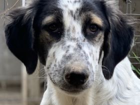 Lemon, geb. ca. 02/2023, lebt in GRIECHENLAND, auf einer privaten Pflegestelle